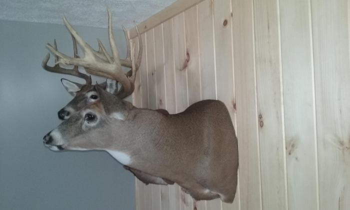 Deer sneak semi whitetail left taxidermy mounts mount mounted