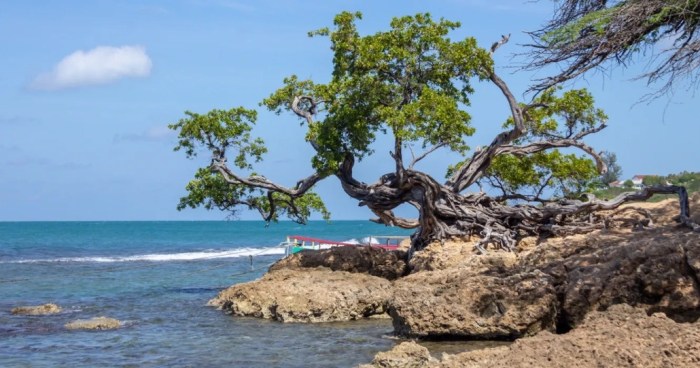 Treasure beach jamaica visit reasons great yardedge spots beaten track off some other