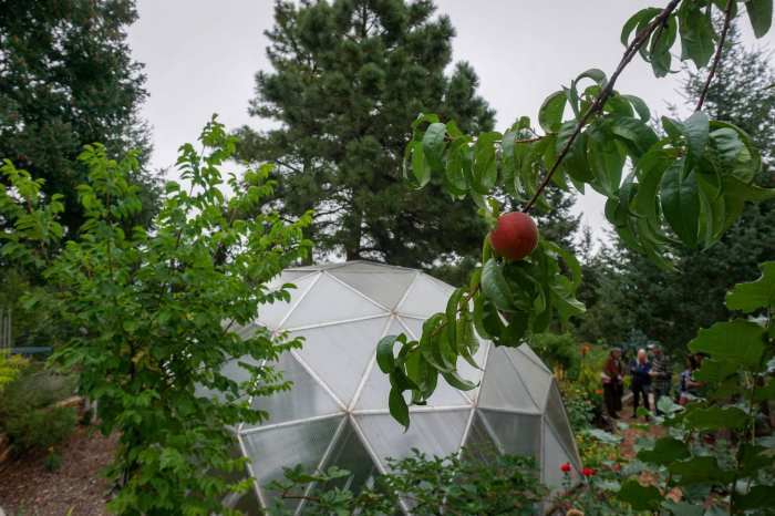 Greenhouse for fruit trees