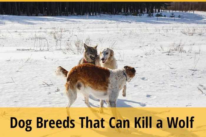 Dogs that can kill wolves