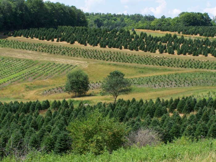 Tree farm agroforestry food coffee plantation change trees plant crops science changed has crisis production needs why ecosystem ecuador grown