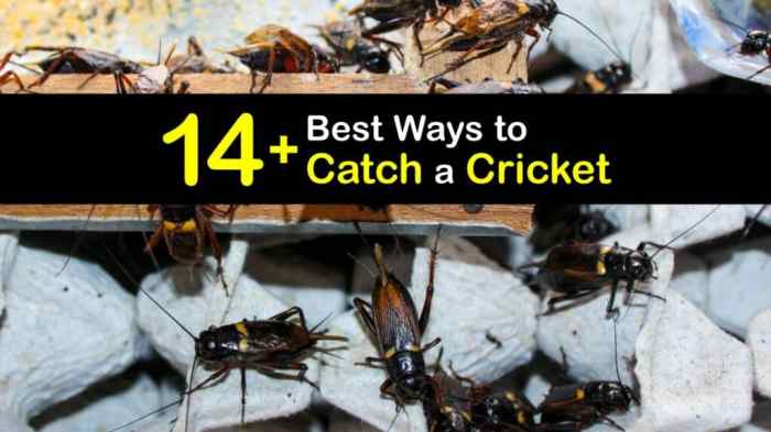 How to catch crickets botw