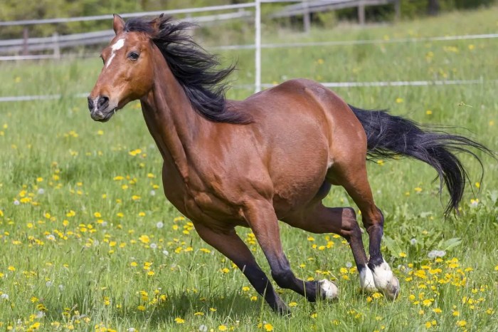 How fast a horse can run