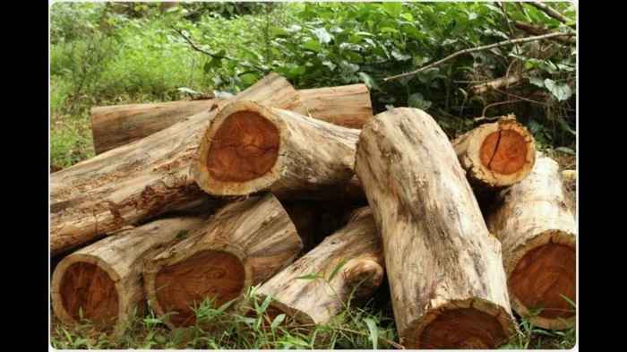 Best tree for wood farming