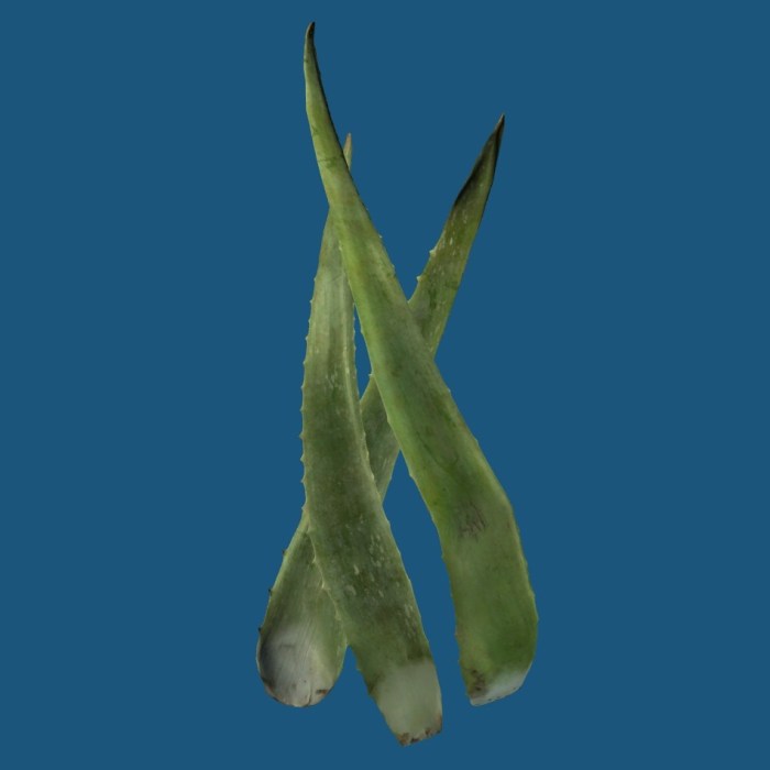 Skyrim aloe vera leaves