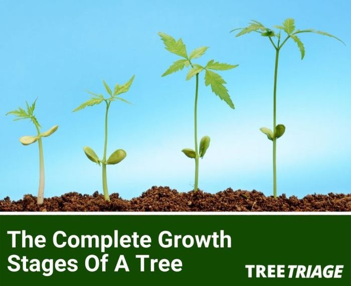 Tree growth stages images