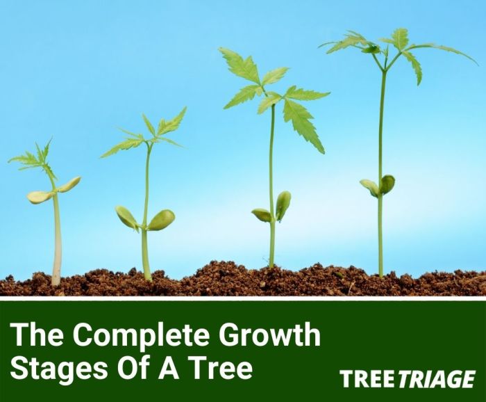 Tree growth stages images