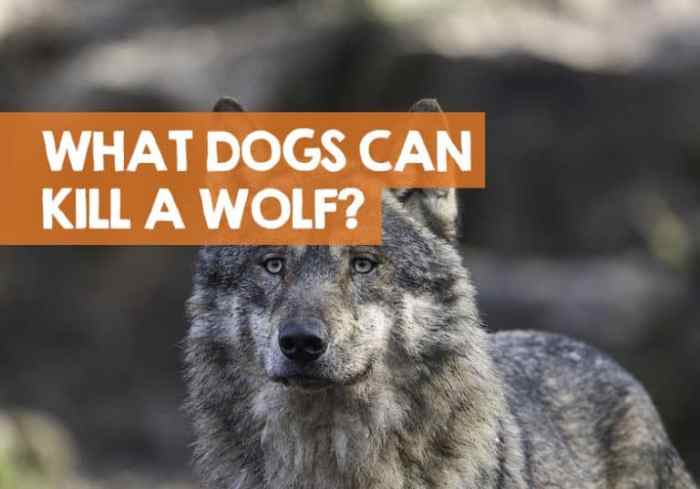 Dogs that can kill wolves