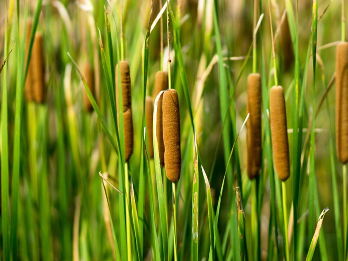 Plants vs zombies cattail