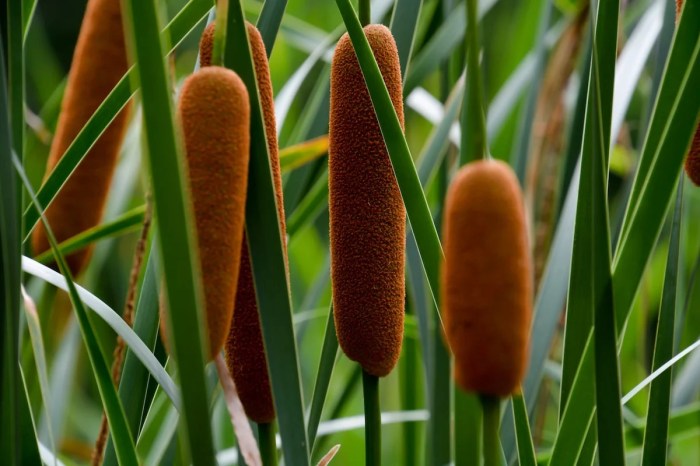 Cattails cattail typha dried corn hias tanaman lake britannica fallsgarden cornstalks latifolia