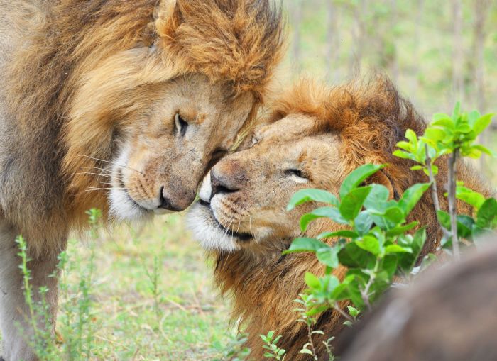 Lions habitat leones diet markers scent exchange gais paradinas verónica duro