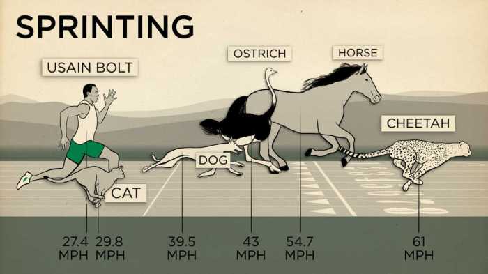 Fastest speed for a horse